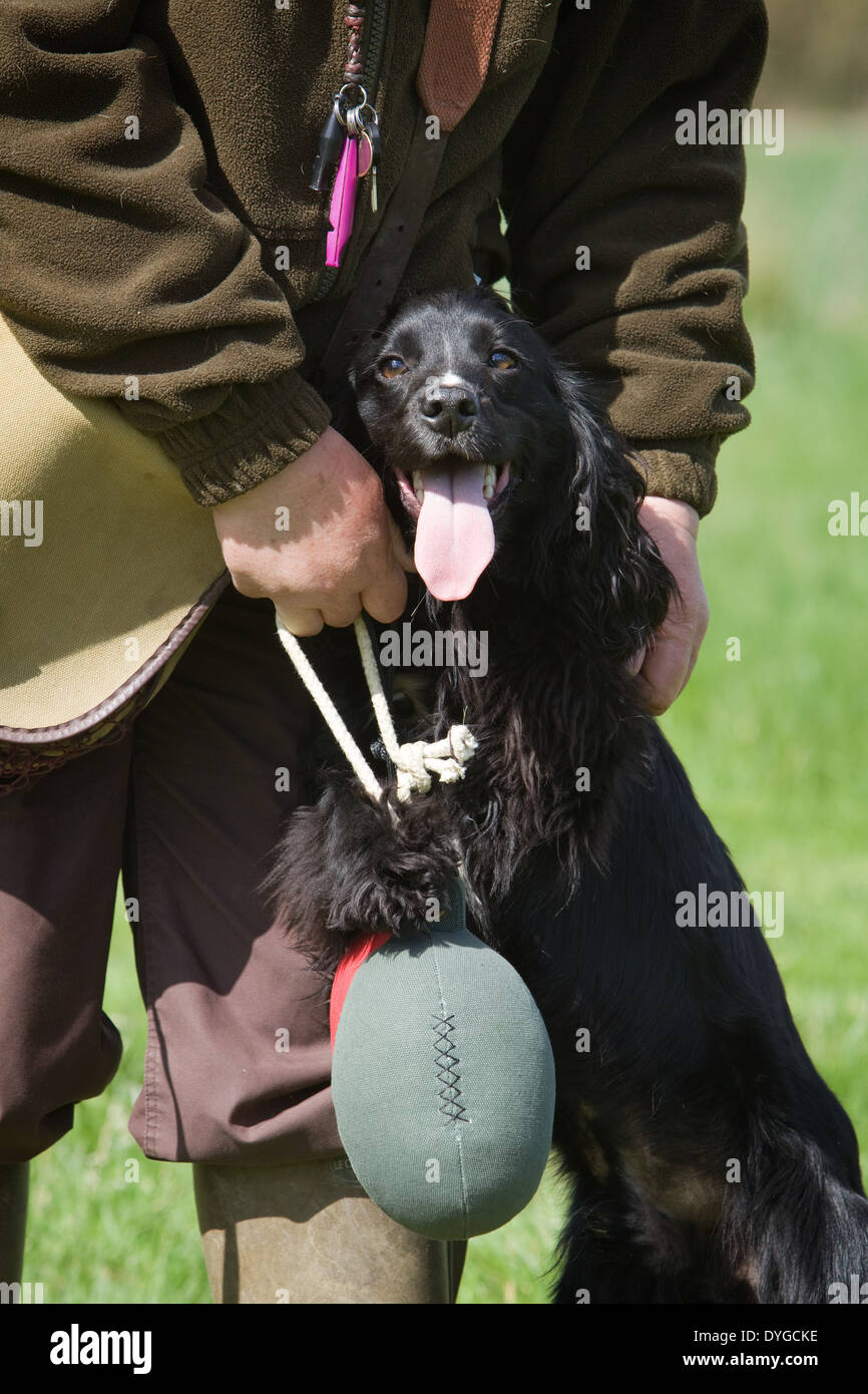 A Black Cocker Spaniel Working Dog With Its Owner During An Outdoor A Black Cocker Spaniel Working Dog With Its Owner During An Outdoor
