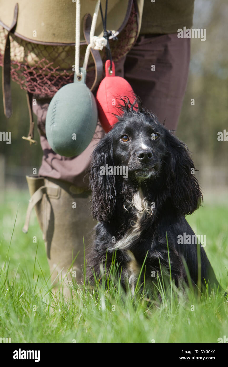 A black Cocker Spaniel working dog with its owner during an outdoor