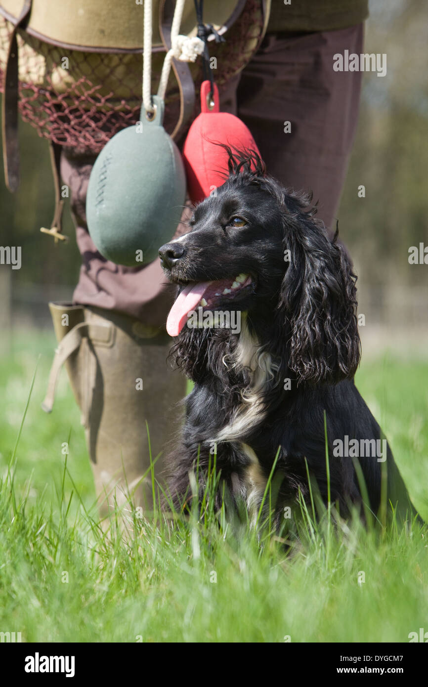 A black Cocker Spaniel working dog with its owner during an outdoor training session in a grass field Stock Photo