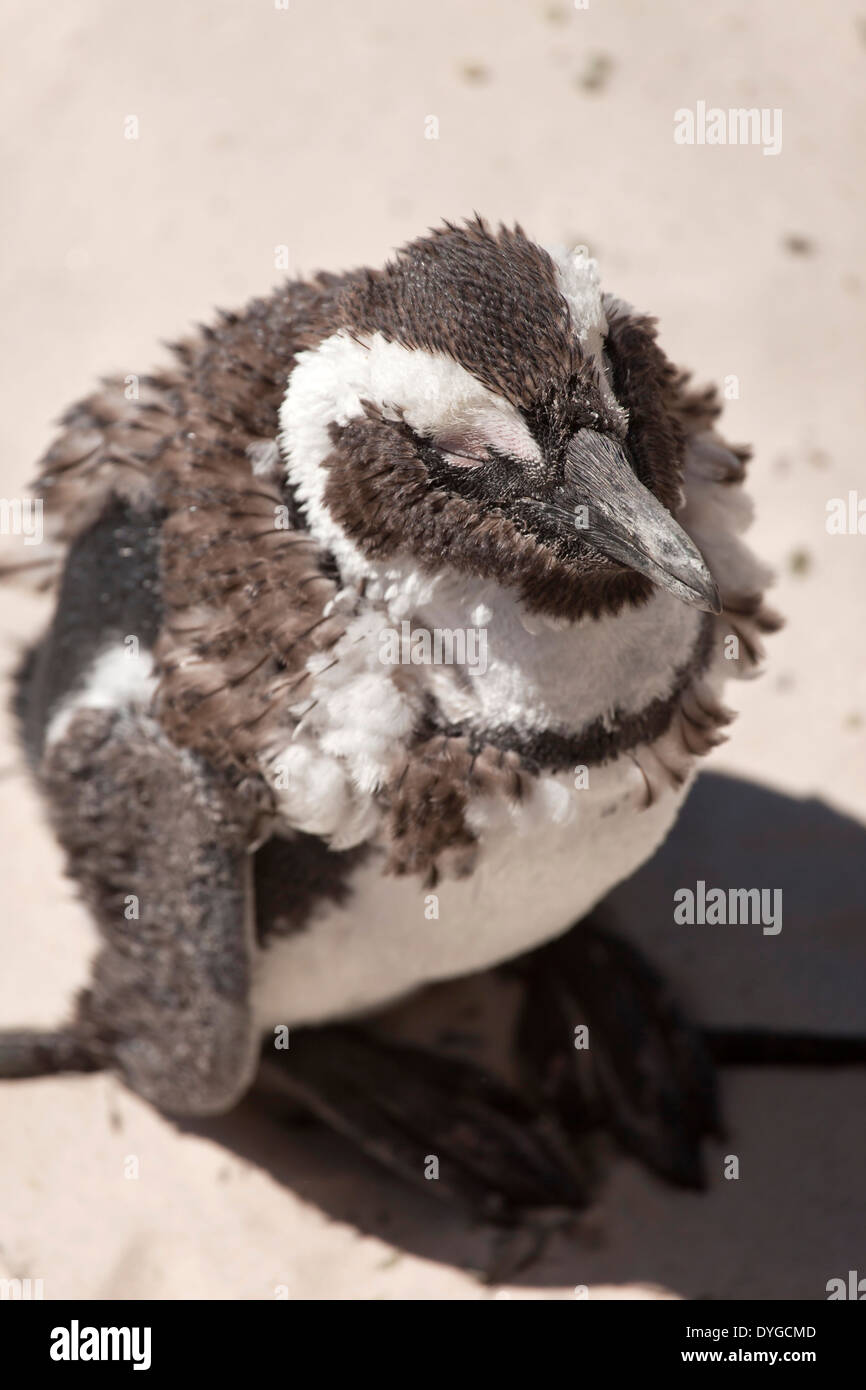 African Penguin Spheniscus demersus, Boulder Beach near Simon's Town, Cape Town, Western Cape, South Africa Stock Photo