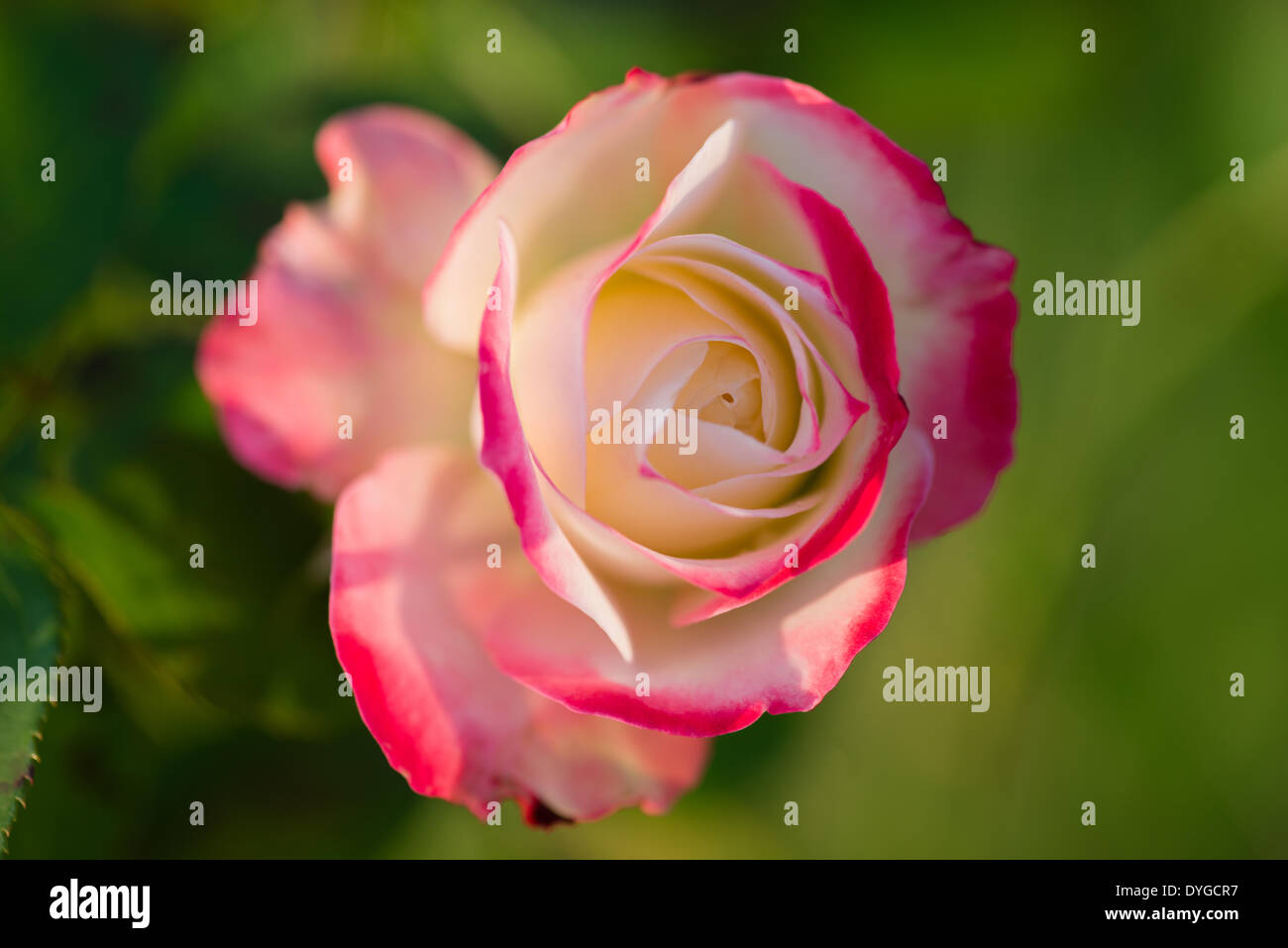 Side view orange rose hi-res stock photography and images - Alamy