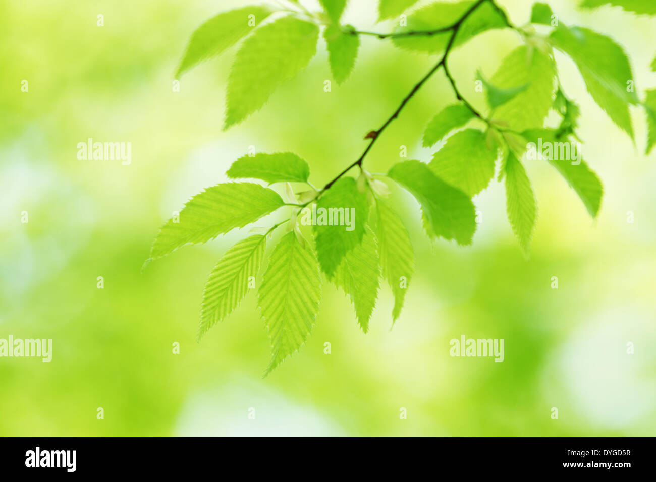 Green leaves Stock Photo