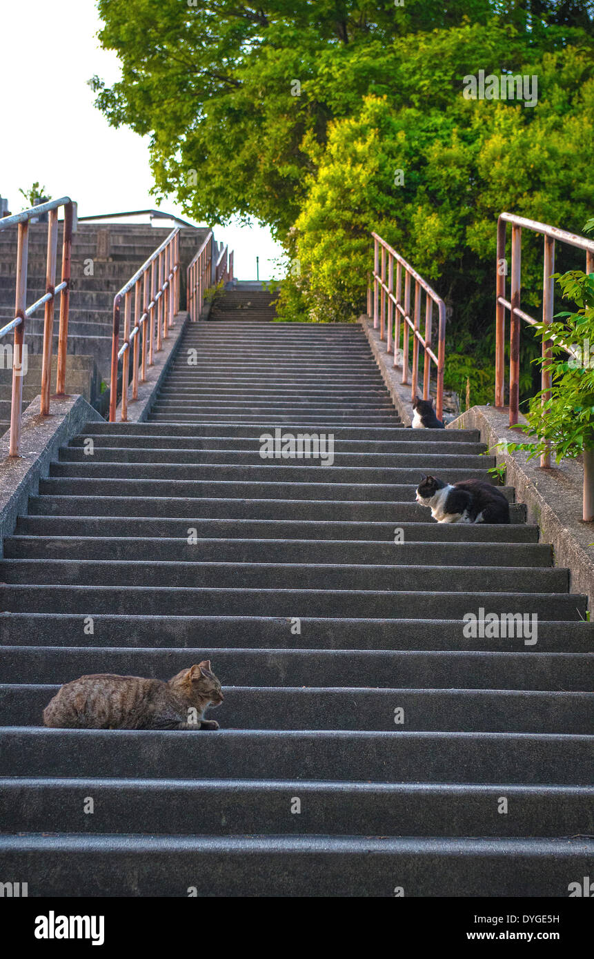 Cats on staircase Stock Photo Alamy