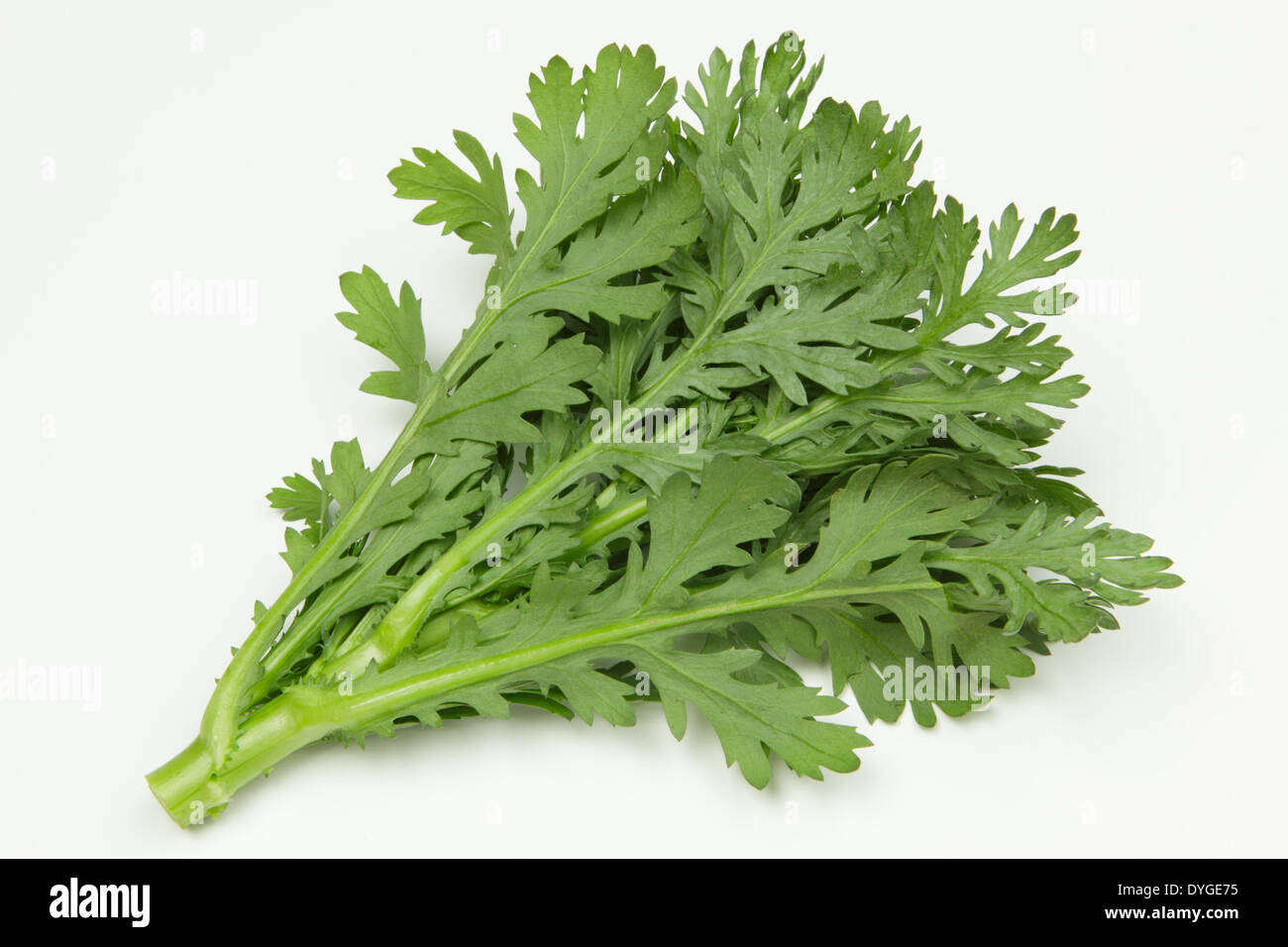 Chrysanthemum edible hires stock photography and images Alamy