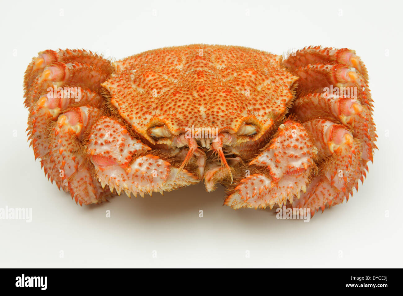 Horsehair crab hires stock photography and images Alamy