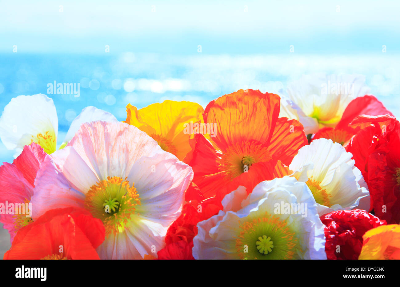 Pale red poppy hi-res stock photography and images - Alamy