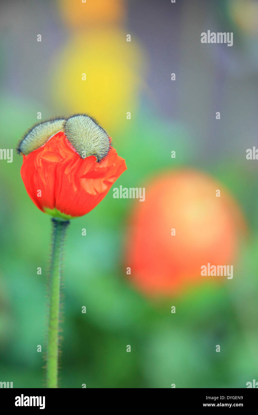 Poppy cool hi-res stock photography and images - Alamy