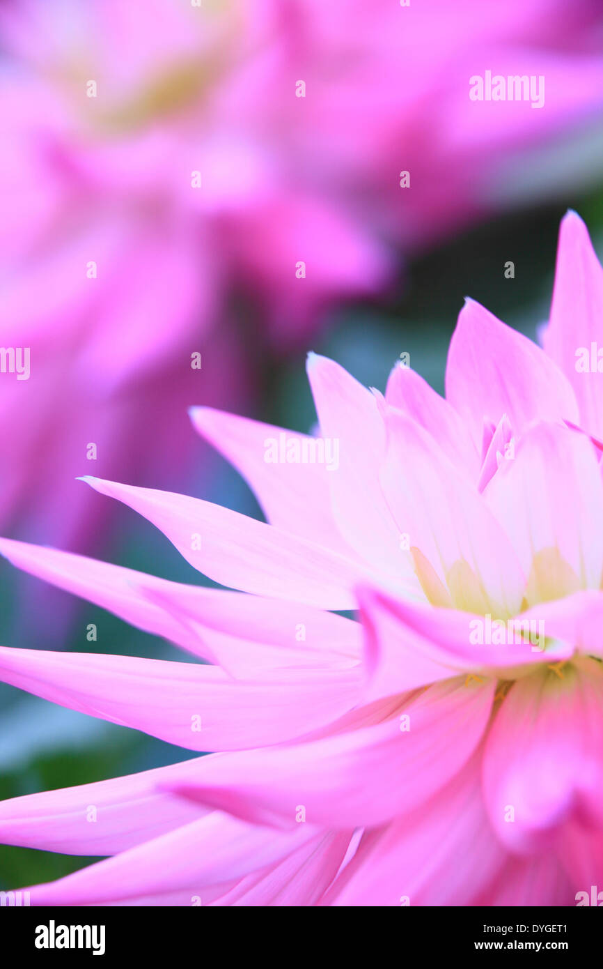 Cool pink dahlia hi-res stock photography and images - Alamy