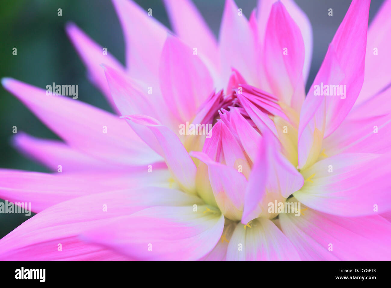 Grace dahlia hi-res stock photography and images - Alamy