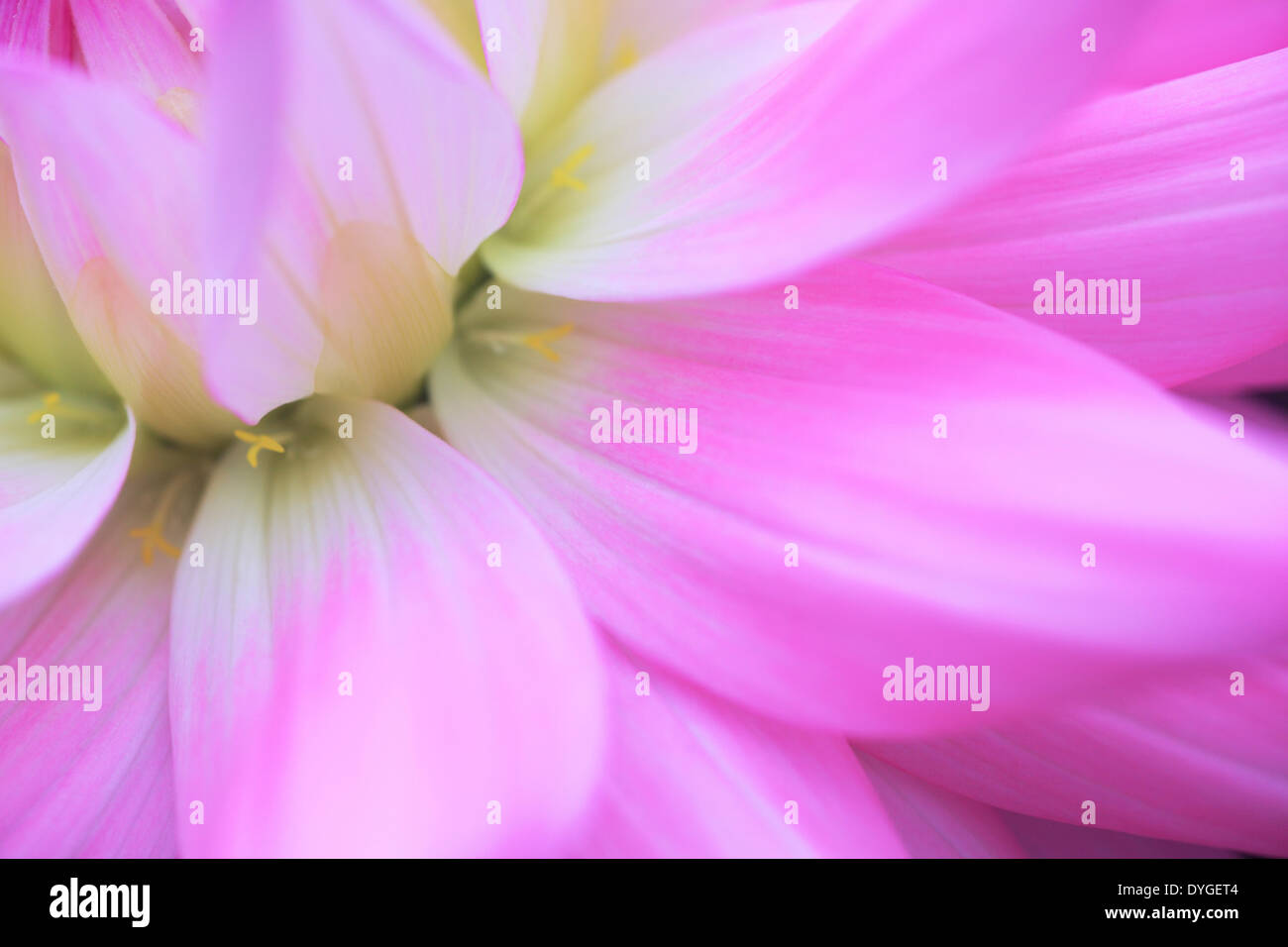 Cool pink dahlia hi-res stock photography and images - Alamy