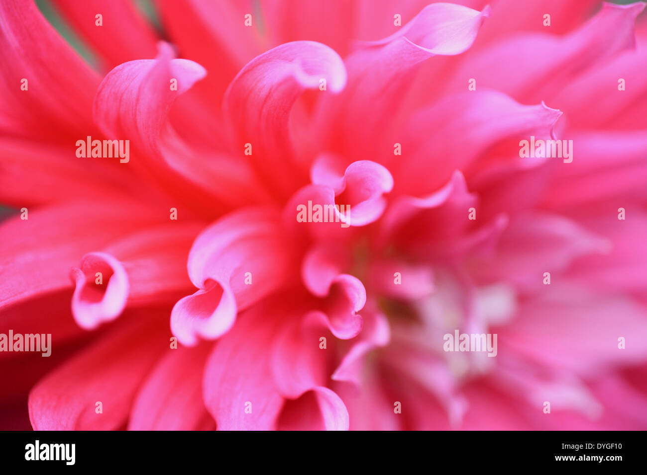 Cool pink dahlia hi-res stock photography and images - Alamy