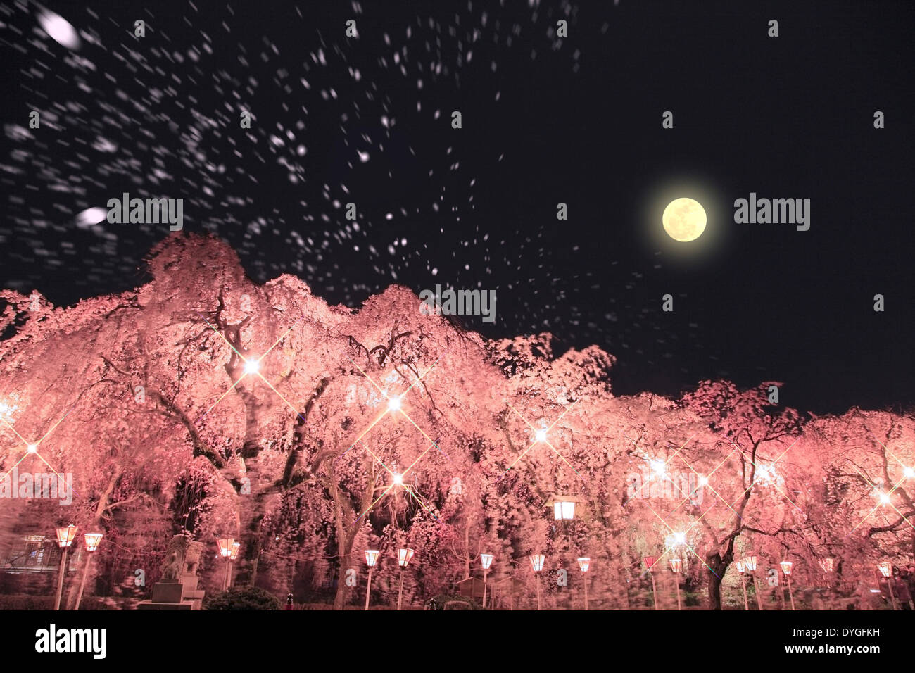 Cherry blossom full moon evening hi-res stock photography and images ...