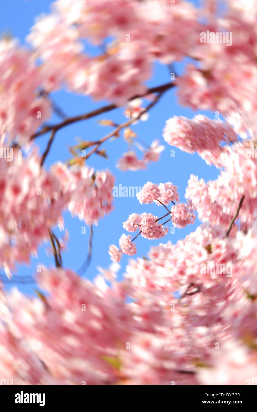 First blossoms on cherry hi-res stock photography and images - Alamy