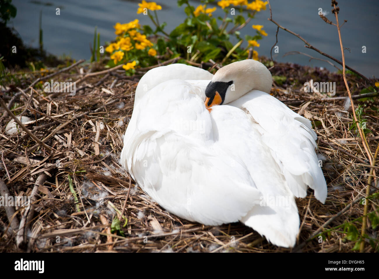 A female mute swan laying on a nest in the sun Stock Photo Alamy
