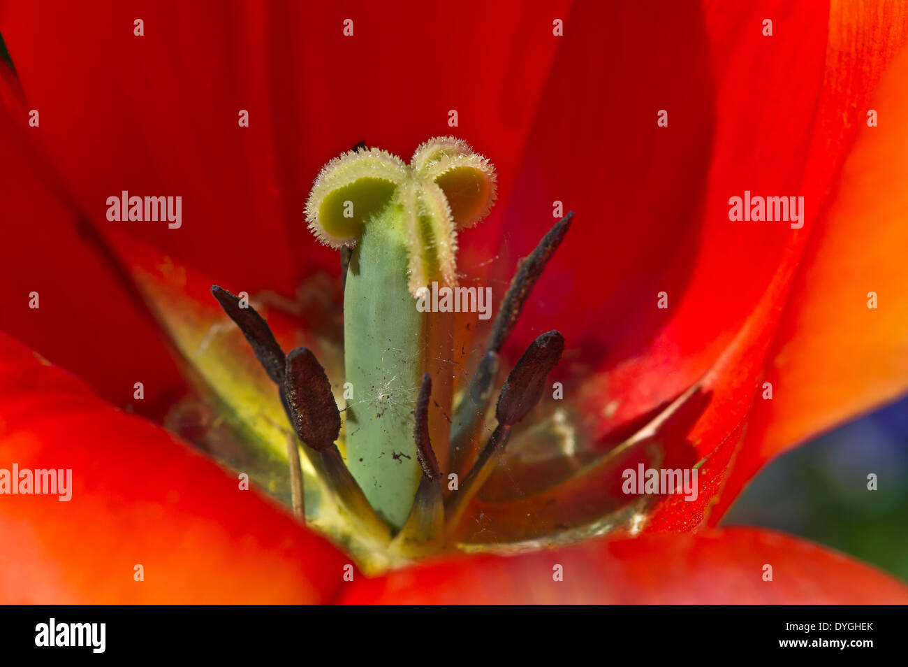 Detail of a tulip Stock Photo - Alamy