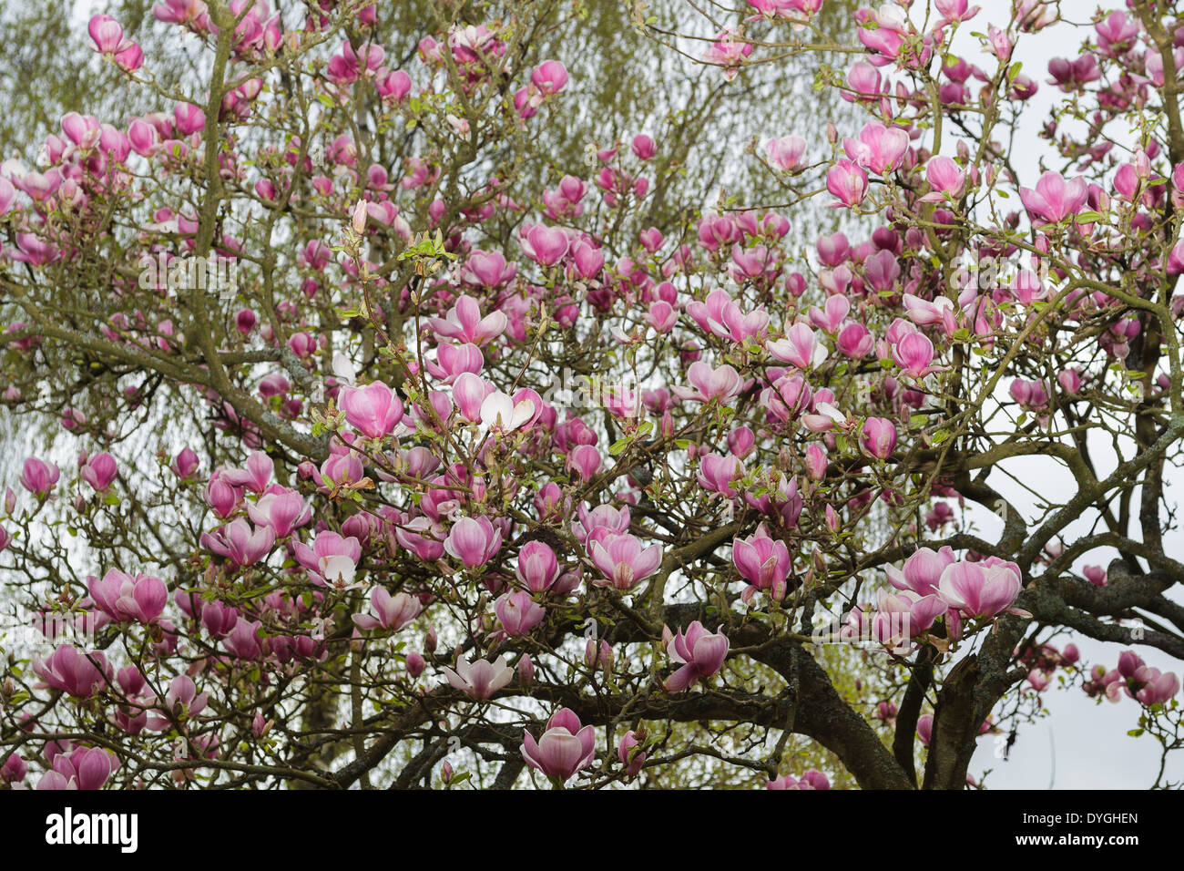 magnolia tree blossoms in spring Stock Photo