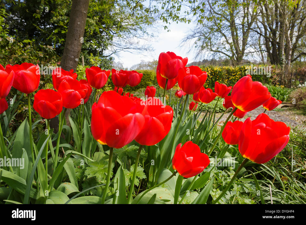 red tulips in garden wide angle Stock Photo - Alamy