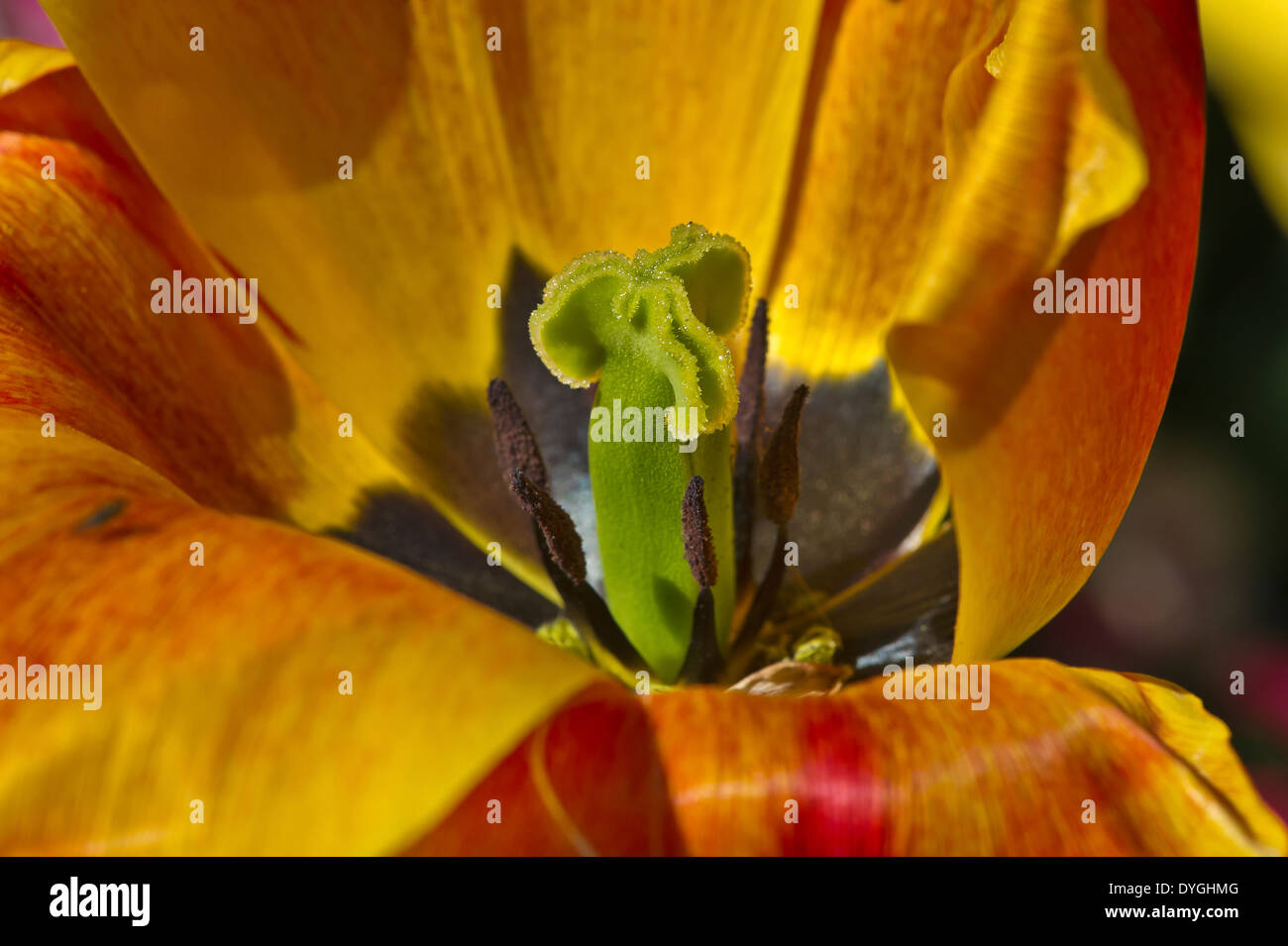 Detail of a tulip Stock Photo - Alamy