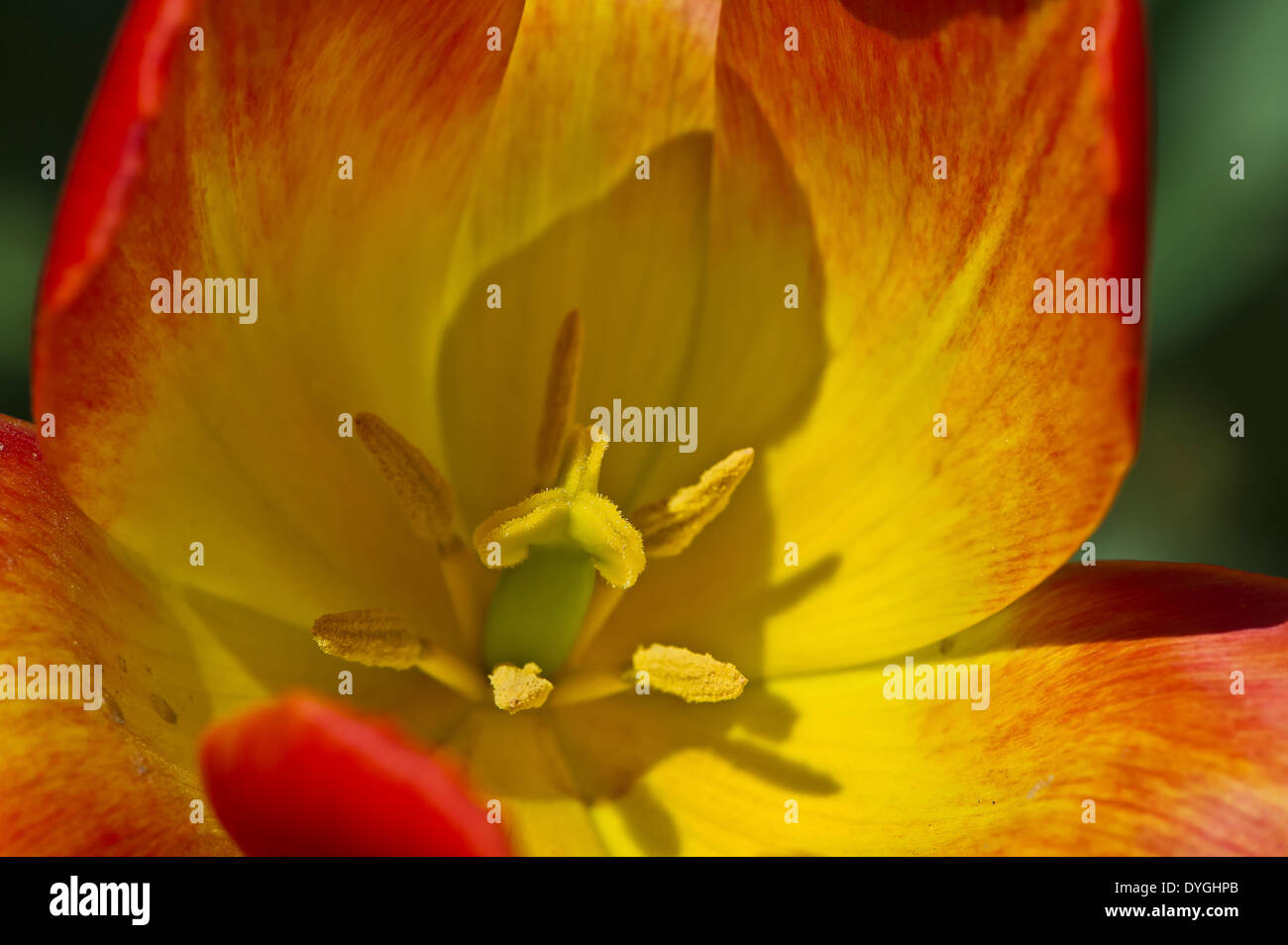 Detail of a tulip Stock Photo - Alamy
