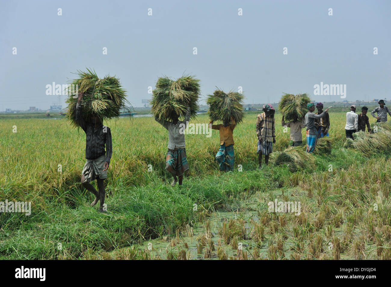 DHAKA, BANGLADESH-APRIL 17: Farmers carrying harvested rice in the ...