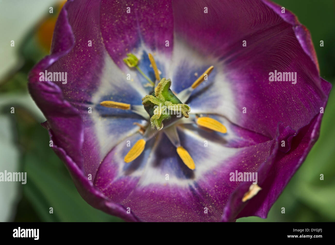 Detail of a tulip Stock Photo - Alamy