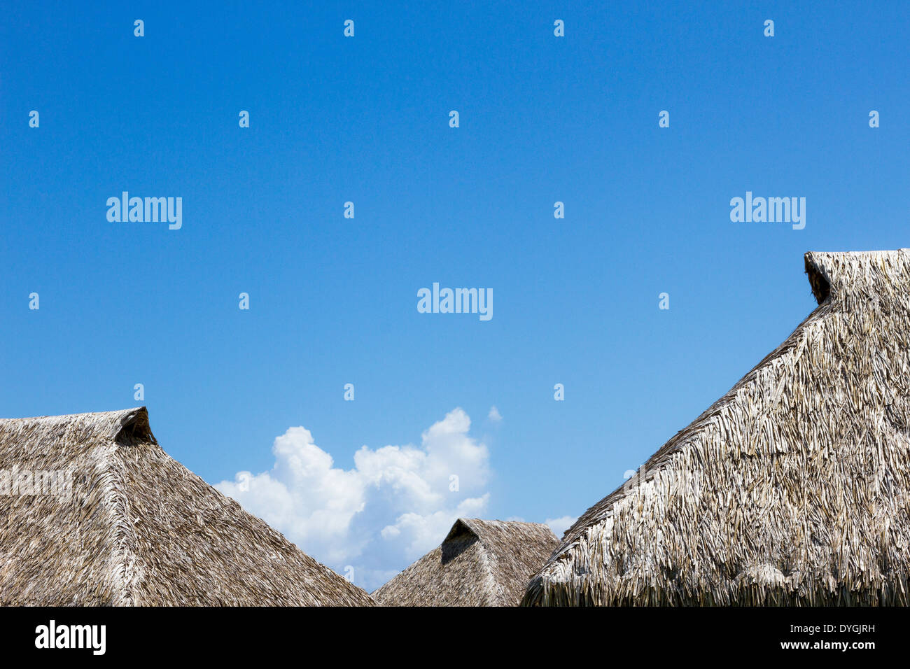 Tops of three thatched roof overwater bungalows at a resort in French Polynesia Stock Photo