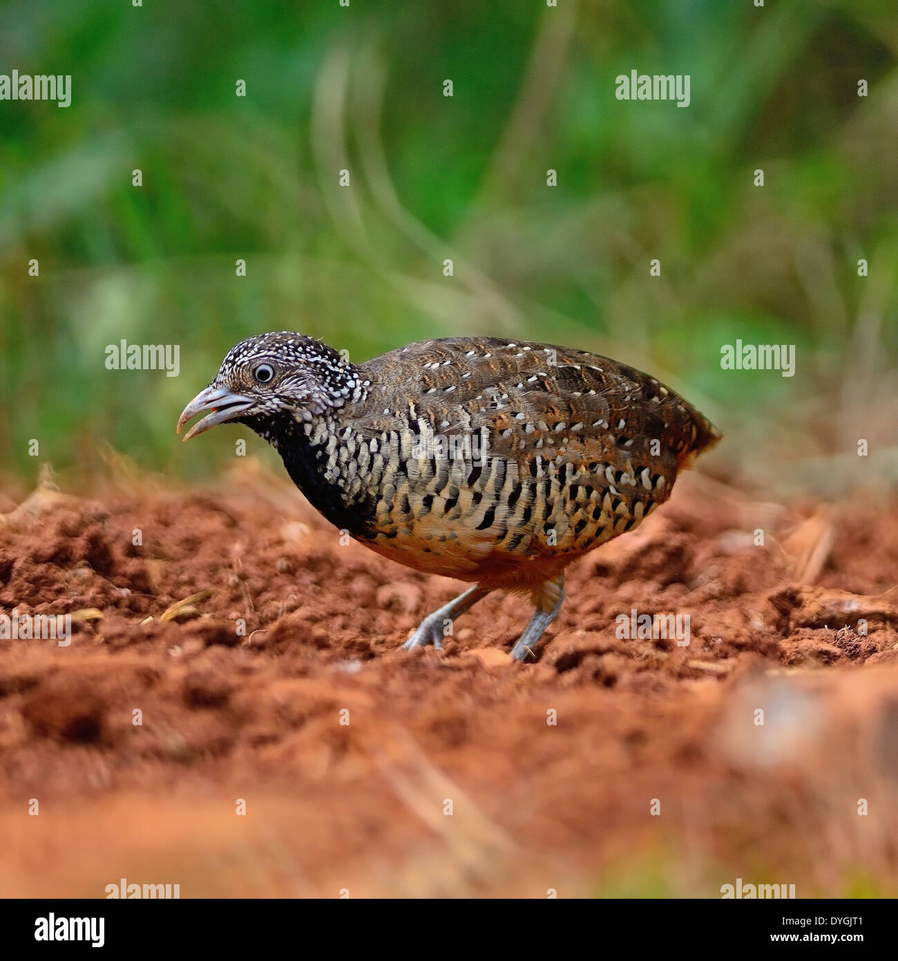 Beautiful Buttonquail bird, female Barred Buttonquail (Turnix