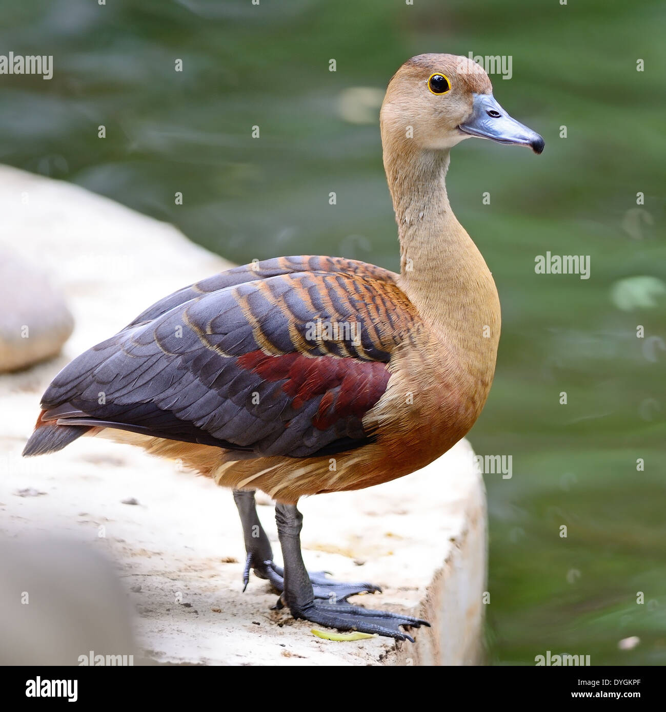 Beautiful red duck, Lesser Whistling-Duck (Dendrocygna javanica) Stock Photo