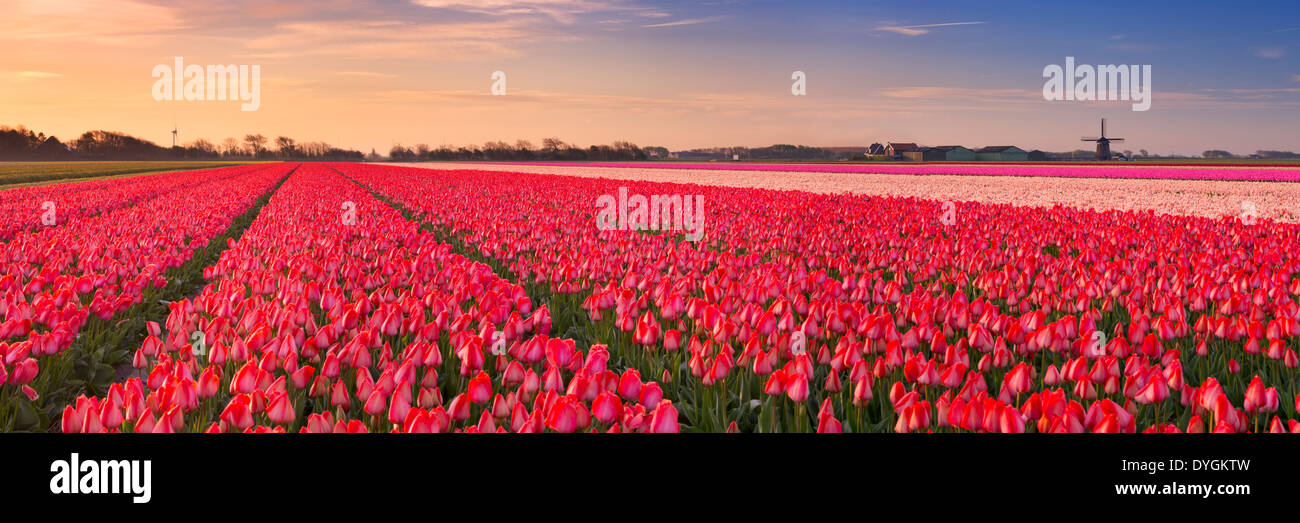 Colourful tulip fields in The Netherlands at sunrise Stock Photo - Alamy