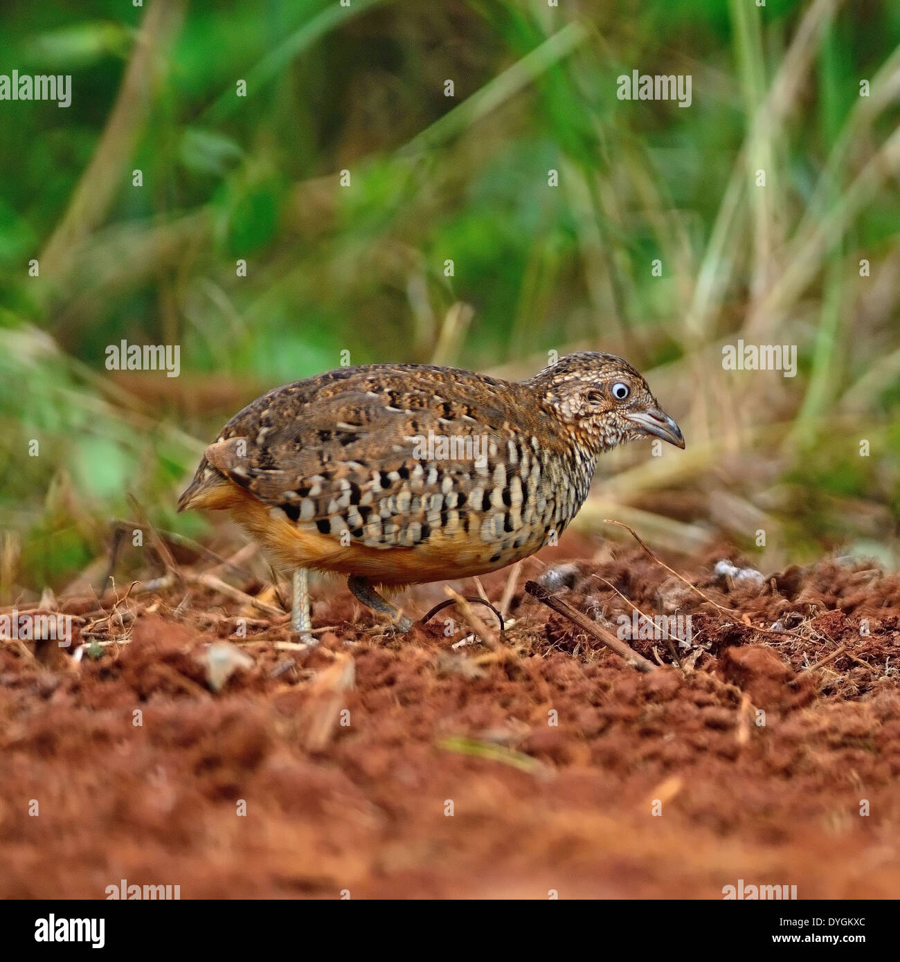 Colorful Buttonquail bird, male Barred Buttonquail (Turnix suscitator