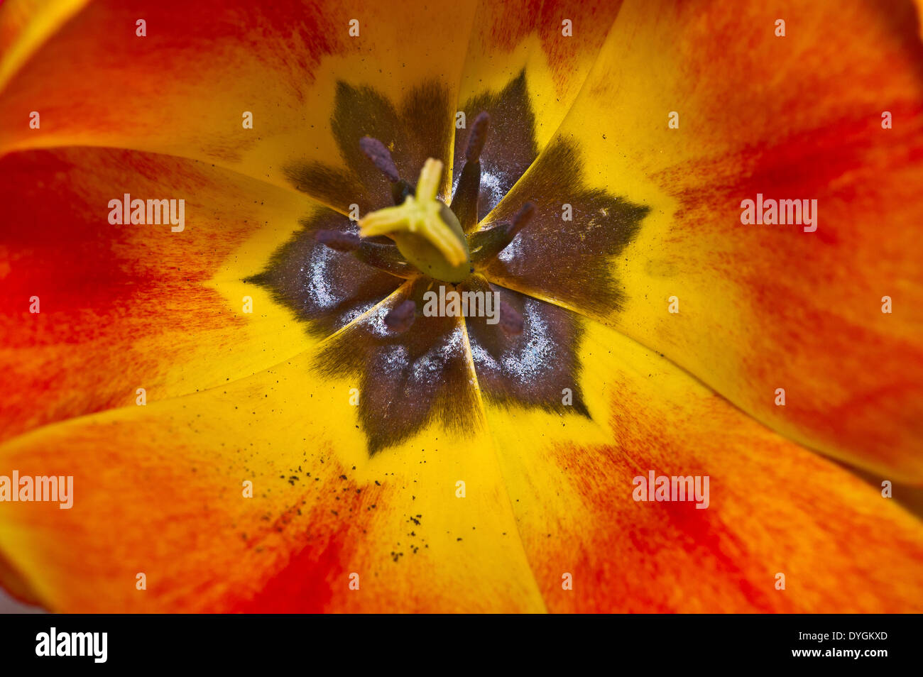 Detail of a tulip Stock Photo - Alamy