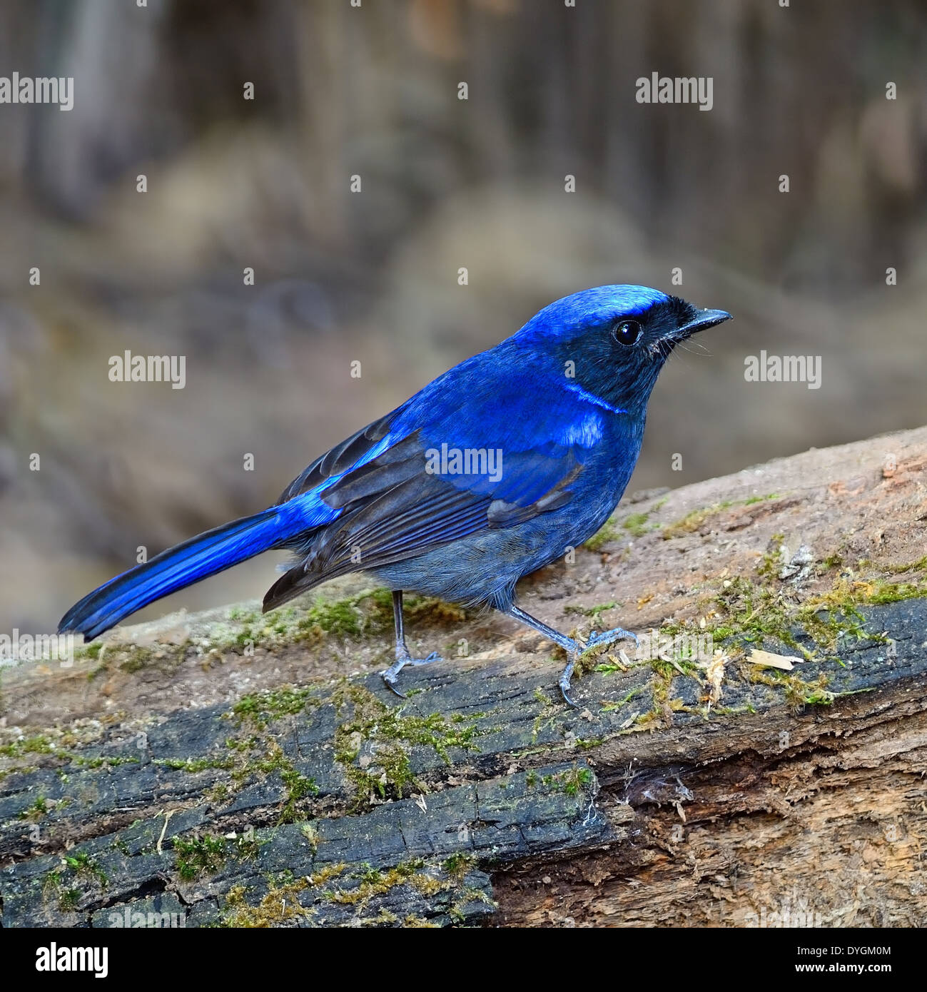 Beautiful blue bird, male Large Niltava (Niltava grandis), standing on ...