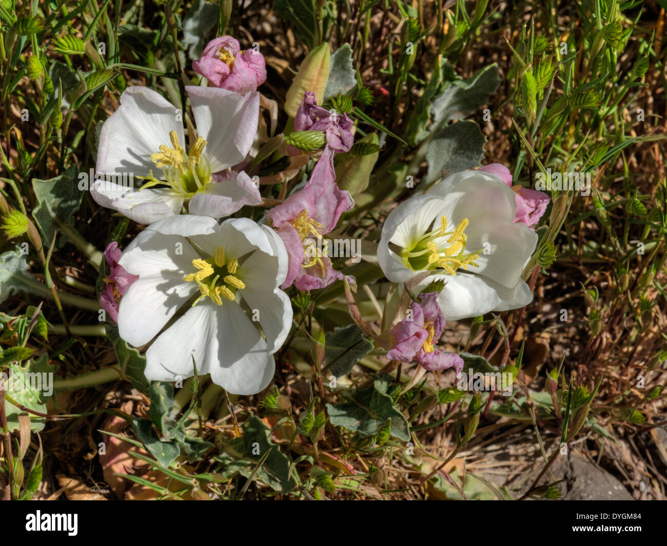 Tufted Evening-primrose (Oenothera caespitosa), a common wildflower in Colorado. Stock Photo