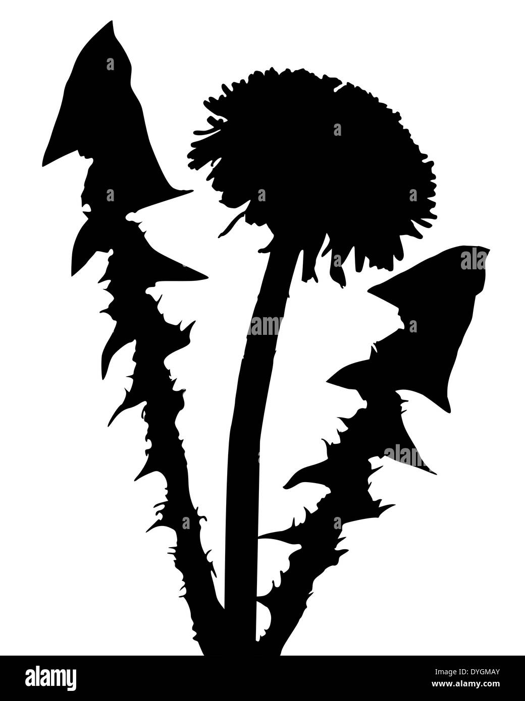 Taraxacum officinale leaves Black and White Stock Photos & Images - Alamy