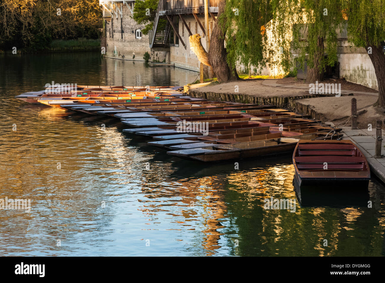 Punts Moored on River Cam Stock Photo