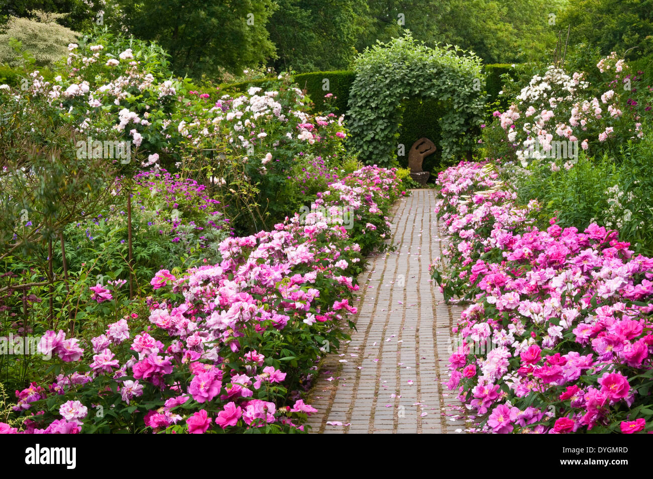 Colourful shades of pink roses line a brick-paved path in the Rose Border garden at Kiftsgate Court in the Cotswolds, Gloucestershire, England Stock Photo