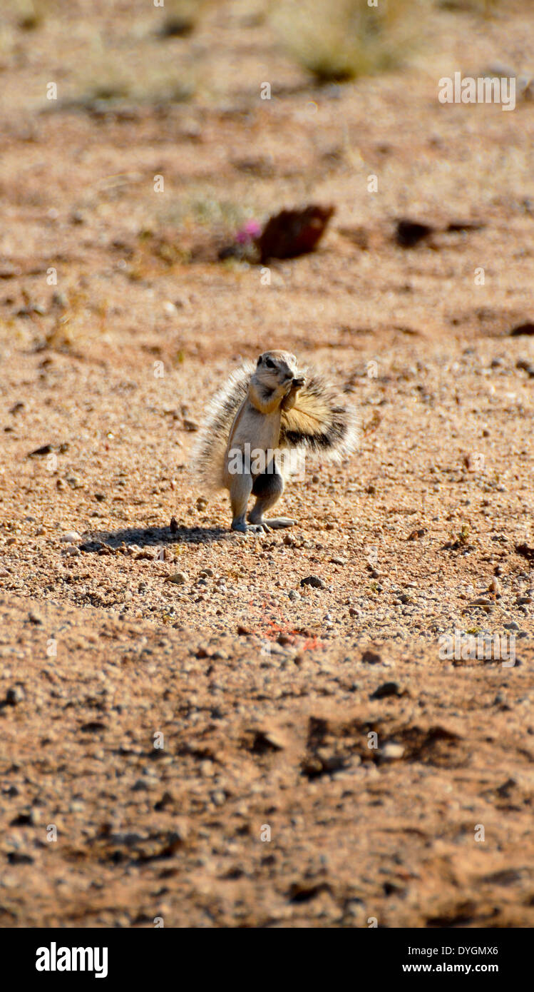an african ground squirrel standing on its back legs eating Stock Photo