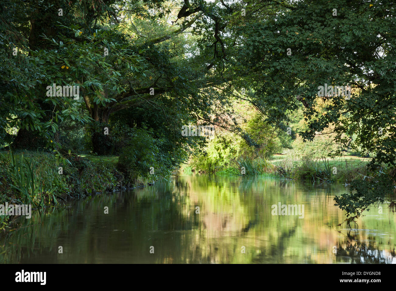 Branches overhang the calm waters of the River Cherwell on the edge of Rousham House gardens in Oxfordshire, England. Stock Photo