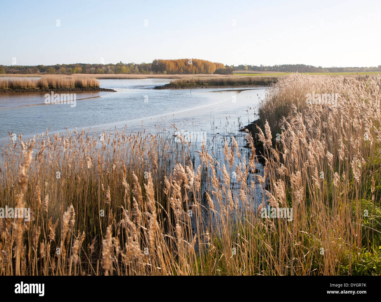 Water Reeds Growing Plants Stock Photos & Water Reeds Growing Plants