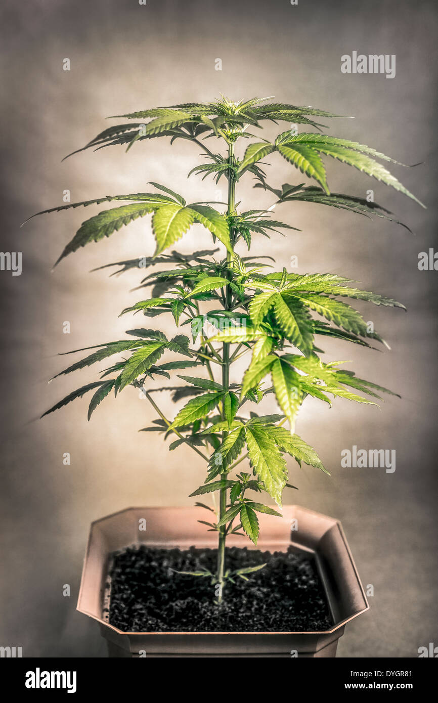 Cannabis female plant in flowerpot, Indica dominant hybrid in early flowering stage. Stock Photo