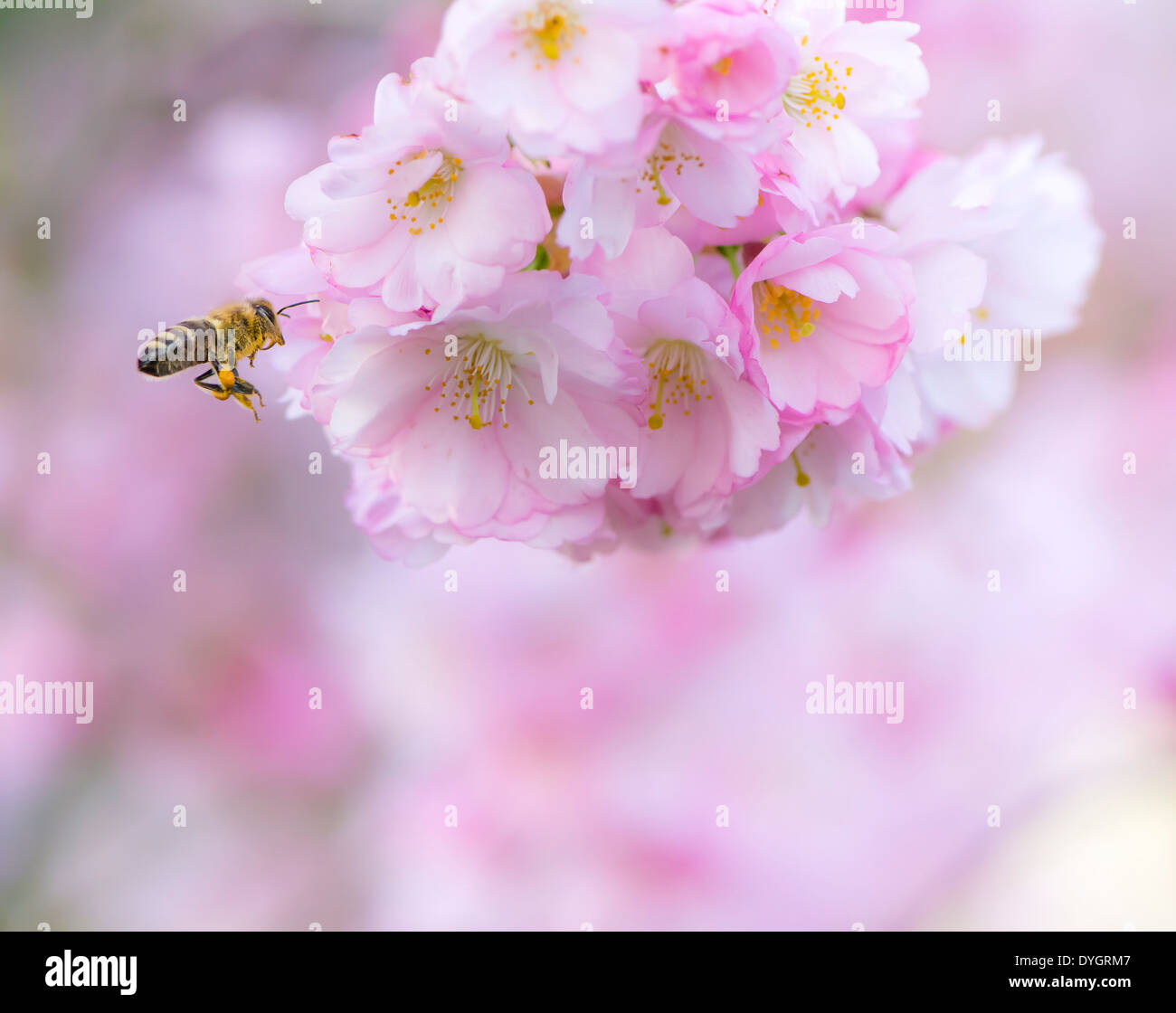 Honeybee approaching pink cherry blossoms Stock Photo