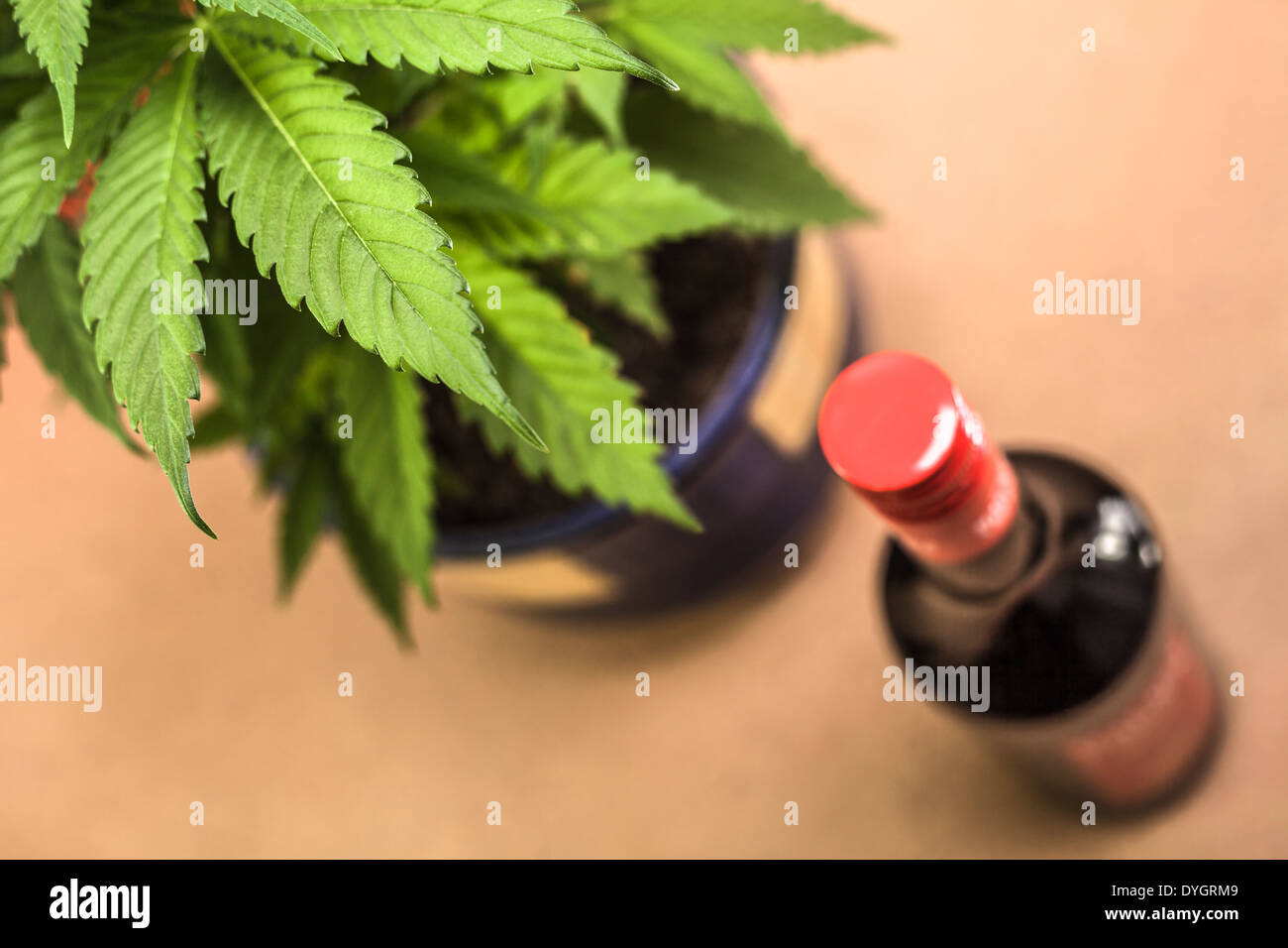 Alcohol plant hires stock photography and images Alamy