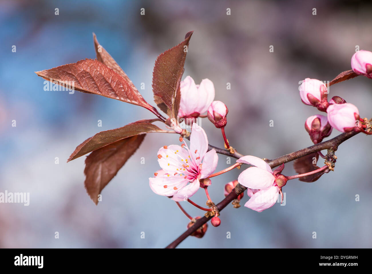 Spring scenic - twig with pink plum blossoms Stock Photo