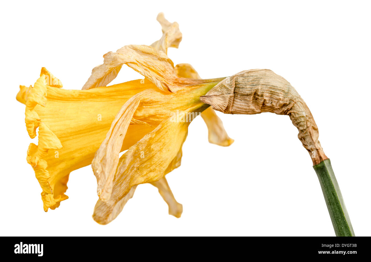 Expired daffodil hires stock photography and images Alamy