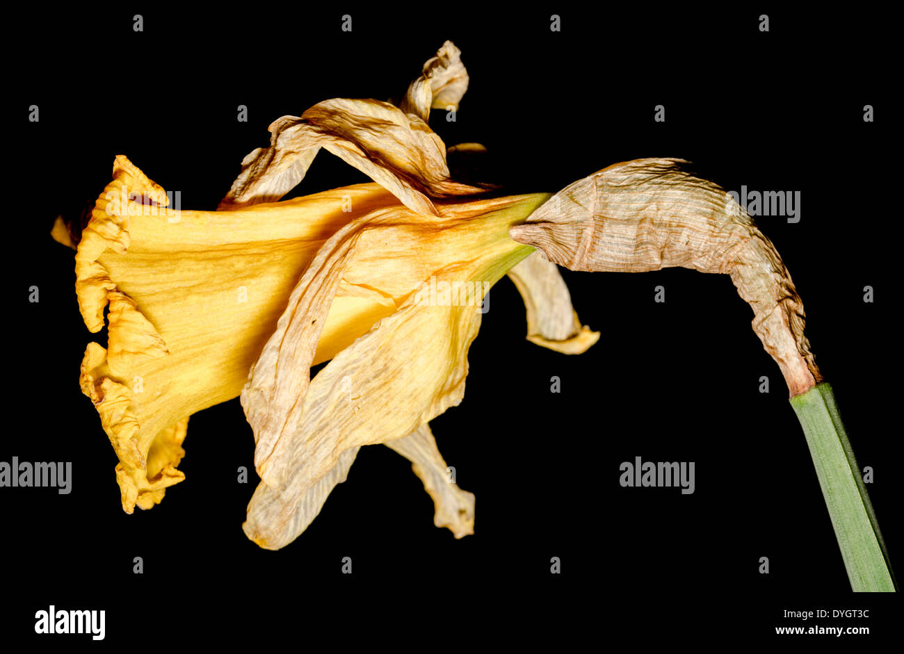 Dead daffodil in spring hires stock photography and images Alamy