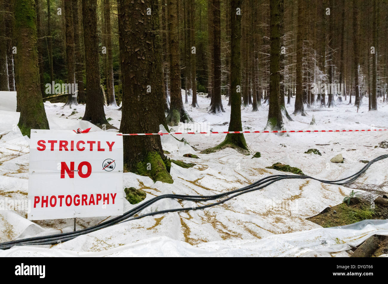Tollymore Forest, Northern Ireland, covered with fake snow for the filming of the first episode of Game of Thrones Stock Photo