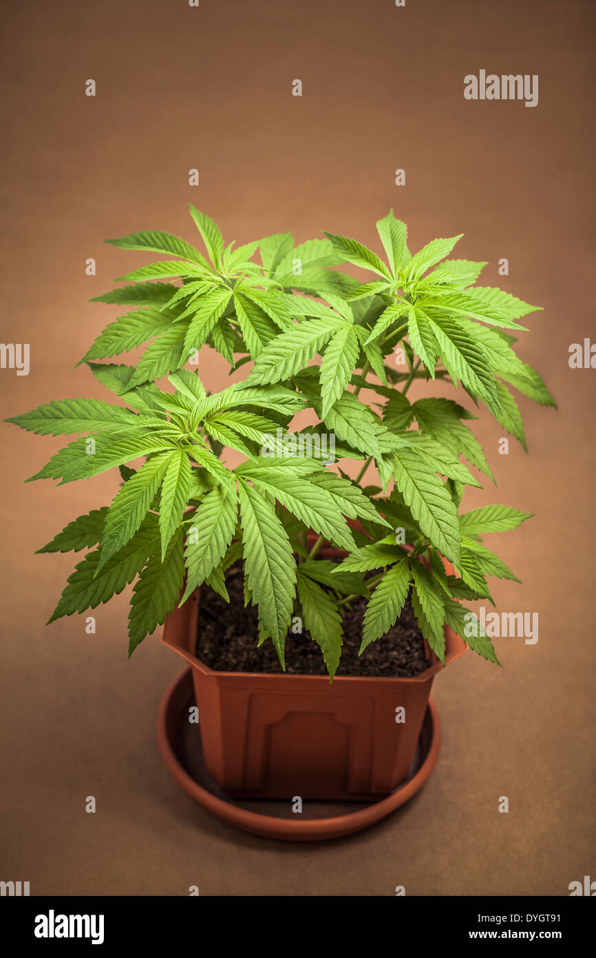 Cannabis female plant in flowerpot, Indica dominant hybrid in vegetative stage. Stock Photo