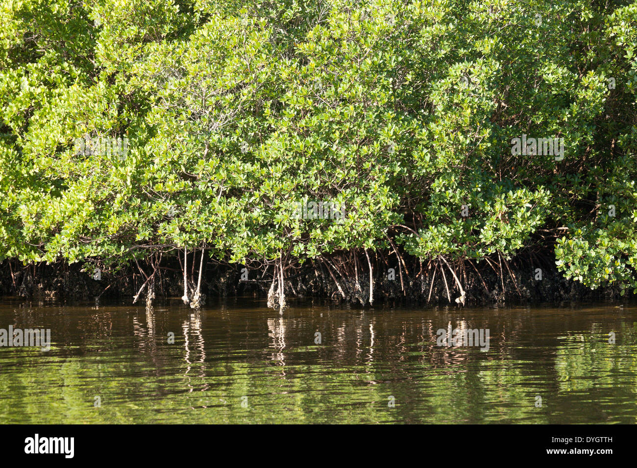 Mangrove Mangal, Florida Stock Photo - Alamy