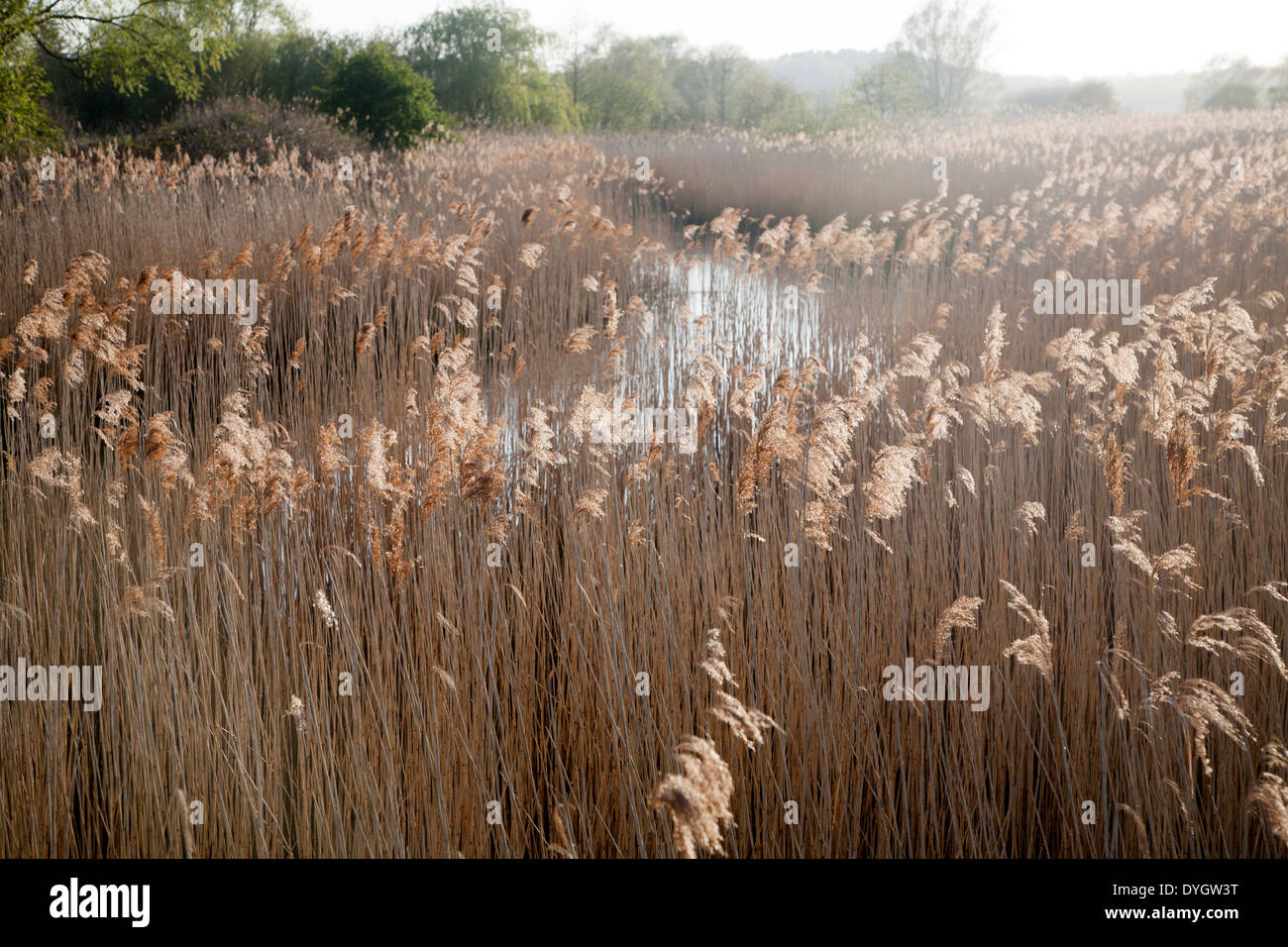 Reed beds on the River Alde, Snape, Suffolk, England Stock Photo