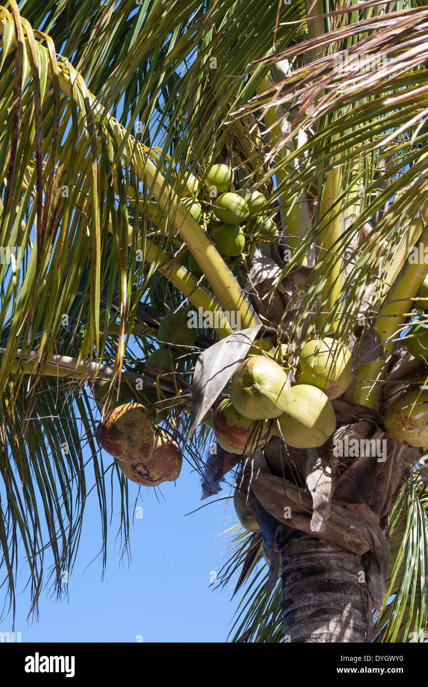 Coconut Palm Tree, Florida Stock Photo Alamy